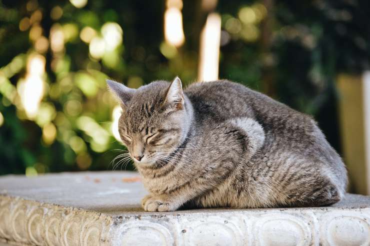 Razze di gatti da giardino