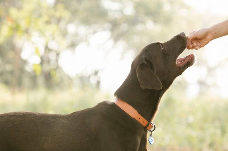 La dieta corretta per fido