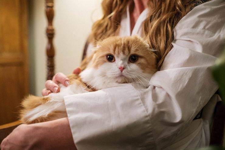 Il felino desidera stare in braccio