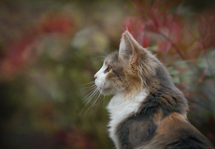 Razze feline tranquille in vacanza Razze feline tranquille in vacanza