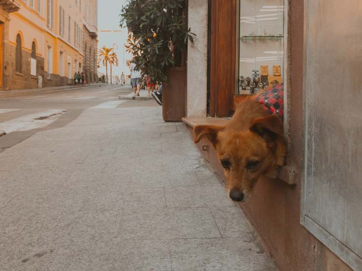 Il comportamento del cane