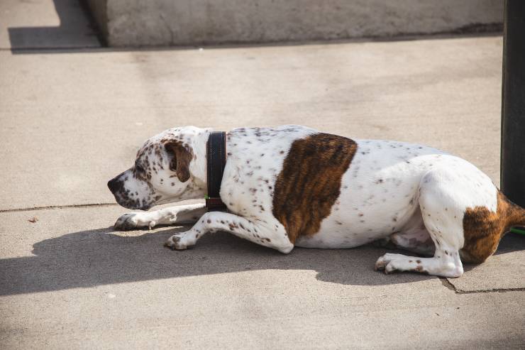 Sollevare il cane adulto