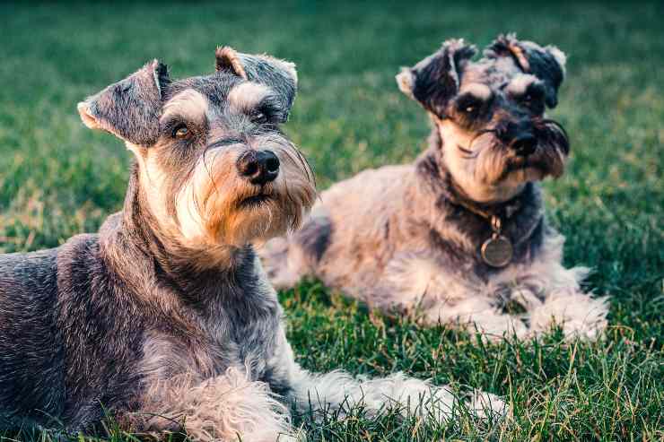 Razze di cani permalosi Razze di cani permalosi