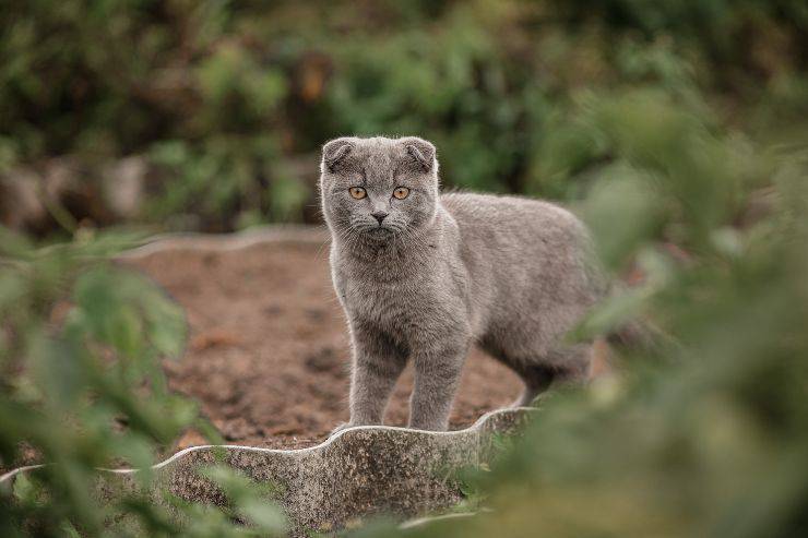Razze di gatti calmi in vacanza