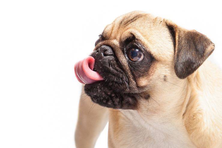 Cani sempre molto affamati