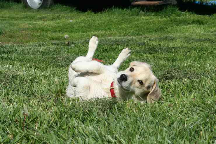 Il comportamento del cane
