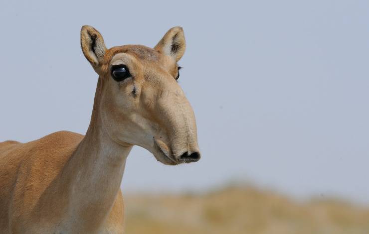saiga della russia