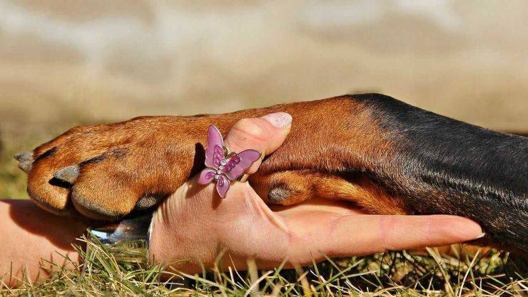 scarpe per cani scarpe cani fai da te