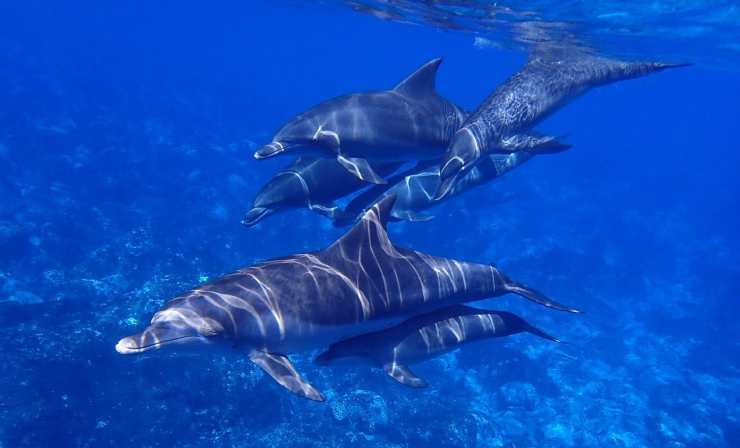 Un branco di delfini a nuoto (Foto Pixabay)