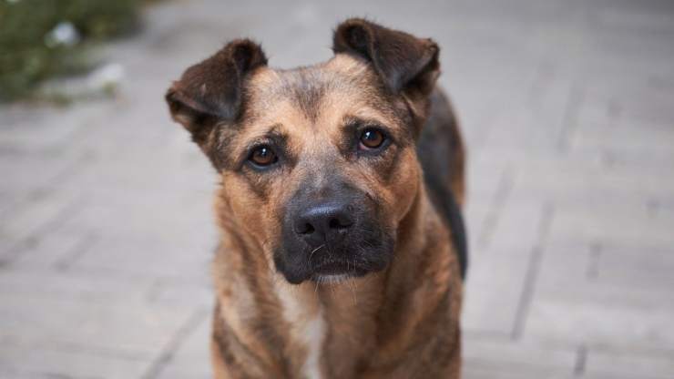 cane malinconico (Foto pixabay)