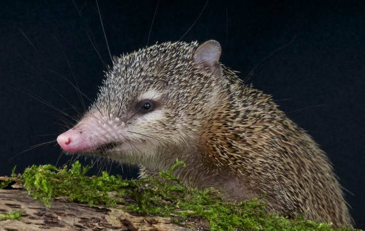 Tenrecidae