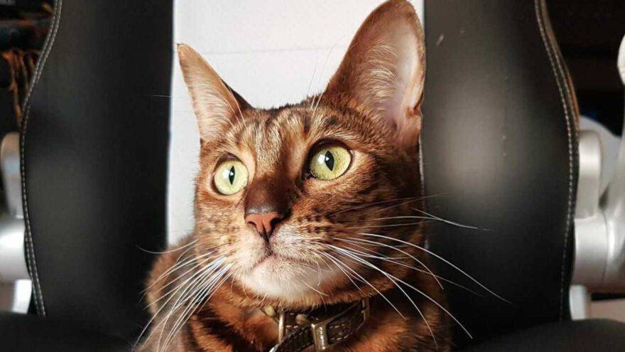 toyger