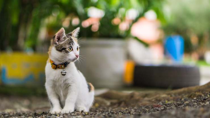 ventroflessione del collo nel gatto