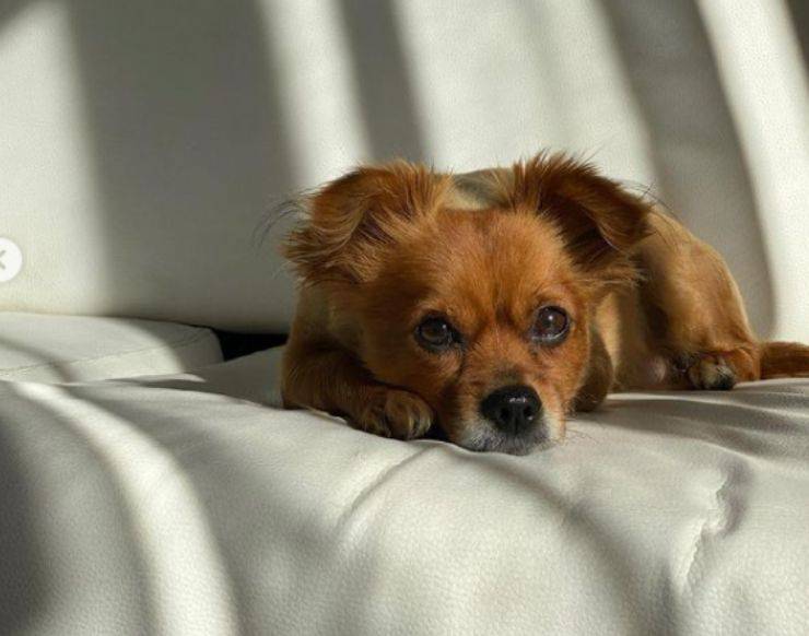 Soleil Sorge cane