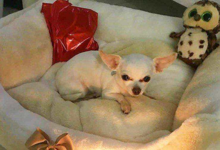 Barbie, il chihuahua di Francesca Cipriani