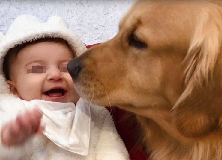 consigliano donna incinta abbonare cane