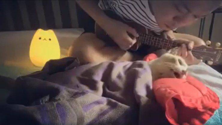 canta ultima canzone gatto morire