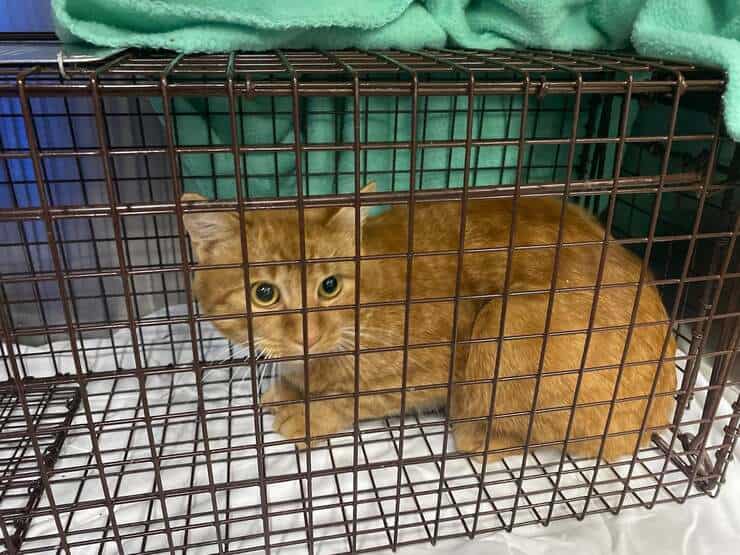 Sparano al gatto e fuggono via: la polizia sulle tracce dei colpevoli (FOTO)