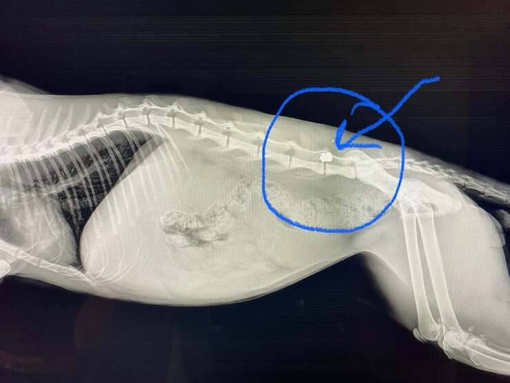 Sparano al gatto e fuggono via: la polizia sulle tracce dei colpevoli (Foto Facebook)