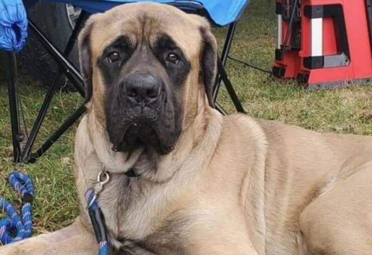 Vigile del fuoco salva un cane da un incendio e anche dall'eutanasia