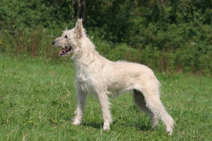 Razze compatibili col Bovaro delle Ardenne