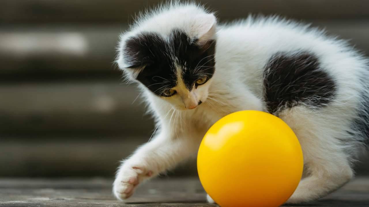 Il gatto paura della palla