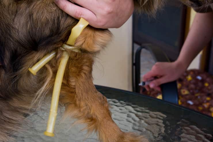 Cane dona il sangue (Foto AdobeStock)