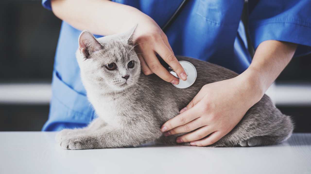 Veterinaria che visita un gatto L'iperkaliemia nel gatto