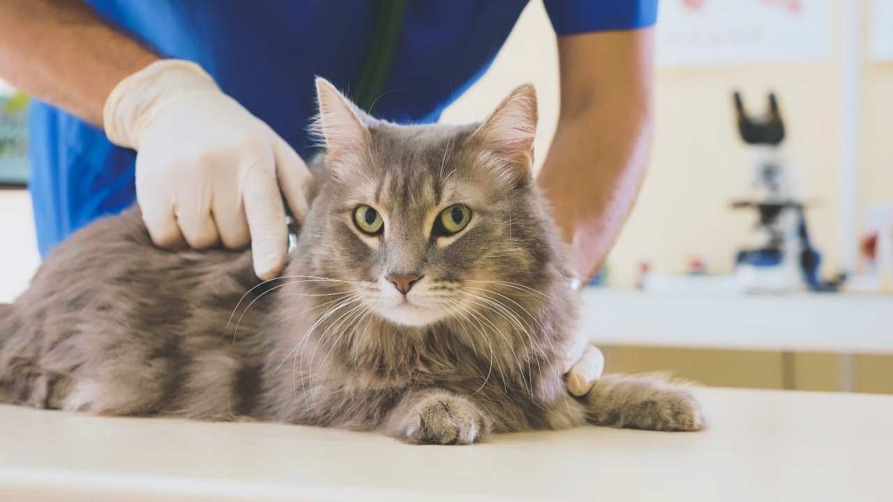 Gatto sul tavolo di lavoro di un veterinario Il gatto nell'anagrafe degli animali d'affezione in Sardegna