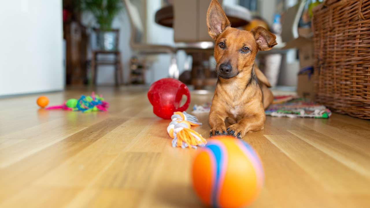 Cane seduto sul parquet insieme ai suoi giochi Il cane ha paura della palla
