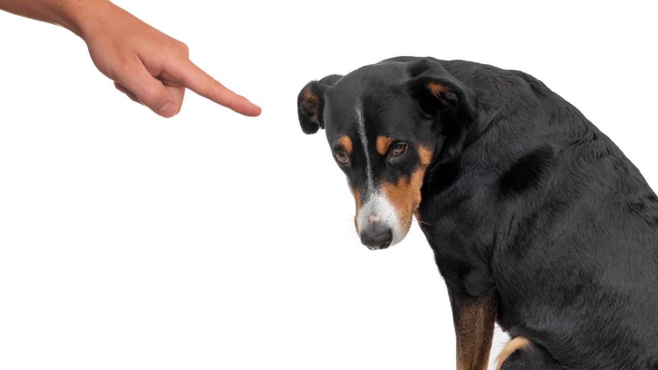 Il cane capisce quando siamo arrabbiati