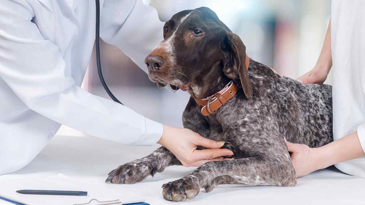 L'ipernatriemia nel cane