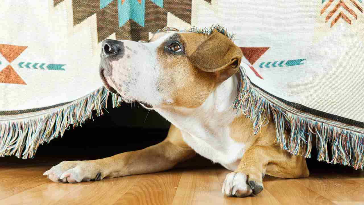 Cane pauroso nascosto sotto il sofà Il cane ha paura del fuoco