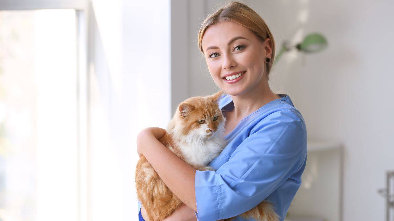 Veterinaria con in braccio un gatto l gatto nell'anagrafe degli animali d'affezione in Basilicata