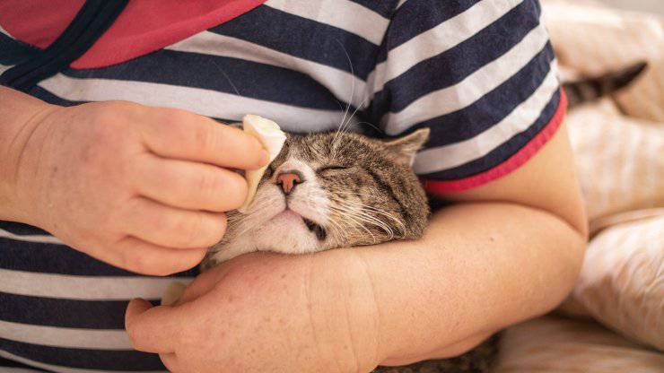 Come lavare il gatto anziano