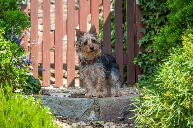 Cosa sapere sull'Australian Terrier Australian Terrier