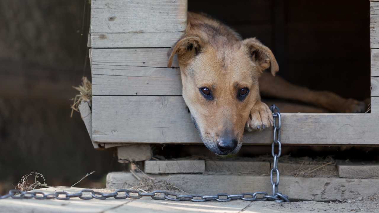 In Piemonte è legale tenere il cane alla catena?