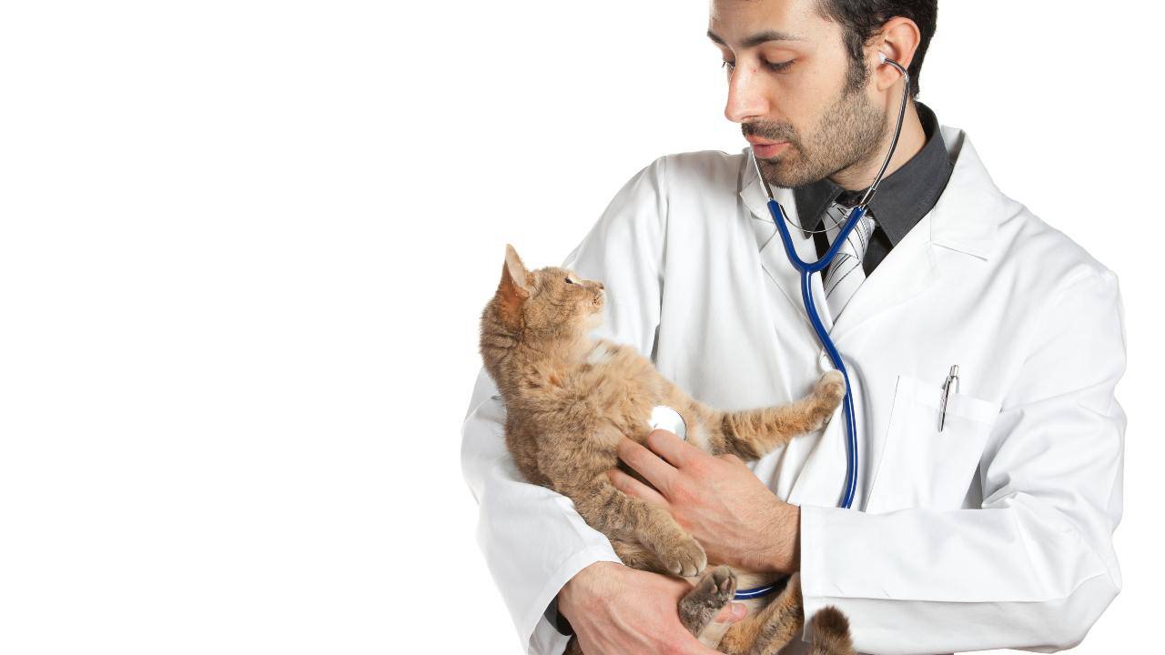 Il gatto nell'anagrafe degli animali d'affezione in Liguria