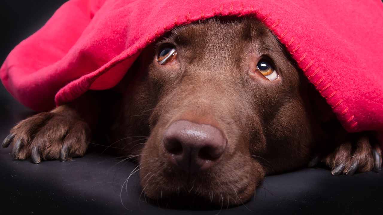 Il cane ha paura del microonde