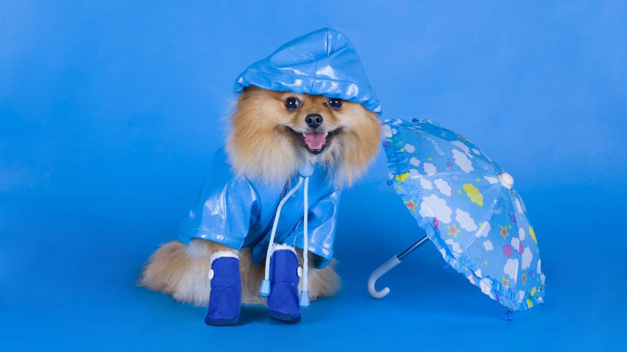 I prodotti più strani per i cani