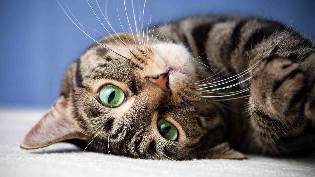 Gatto a testa in giù Il gatto nell'anagrafe degli animali d'affezione nelle Marche