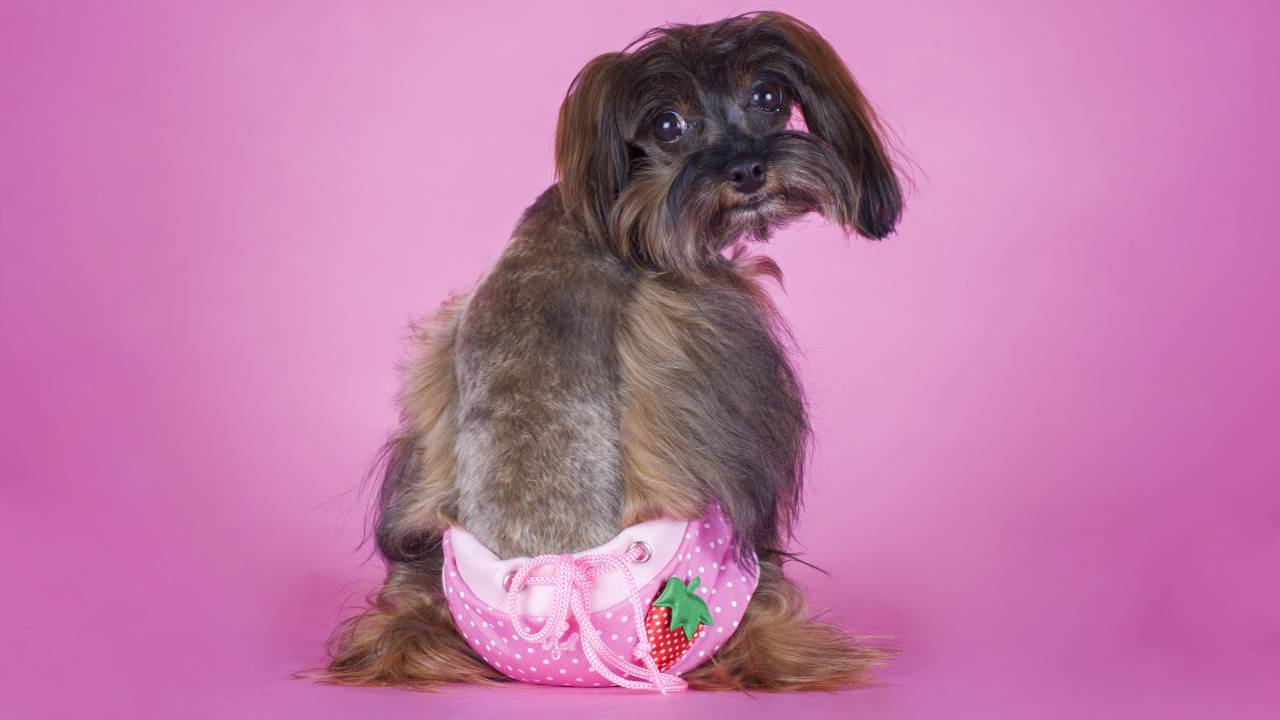 Cane che indossa delle mutande rosa Mutande per cani