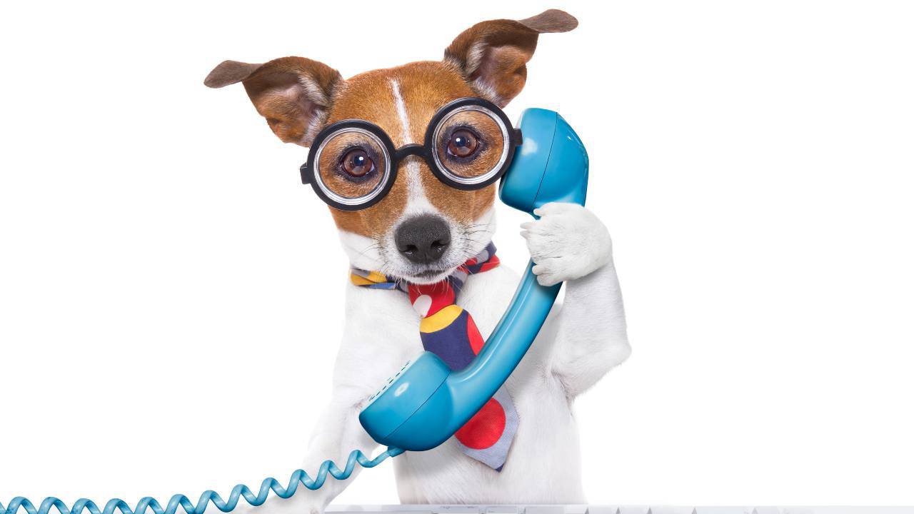 Jack Russell che usa un telefono Fino a che distanza i cani possono comunicare?