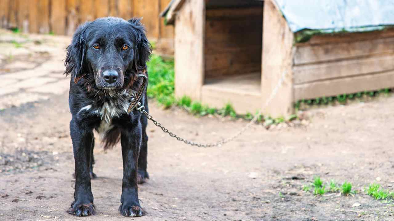 In Toscana è legale tenere il cane alla catena?