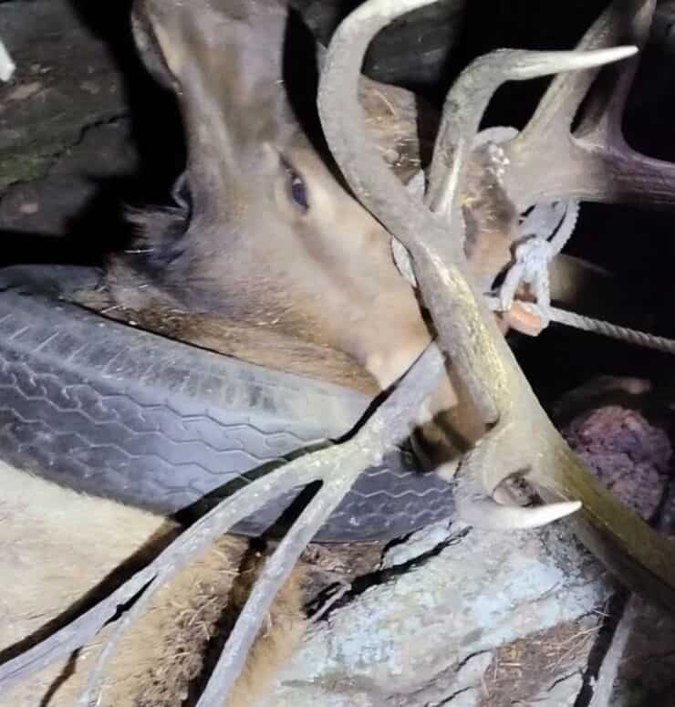 Alce durante il salvataggio (Screen video)