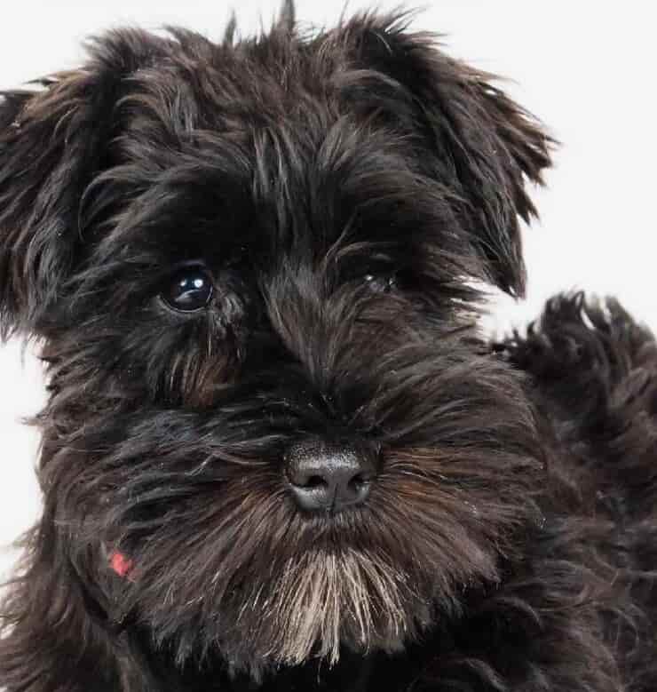 Cagnolino (Screen Pinterest)