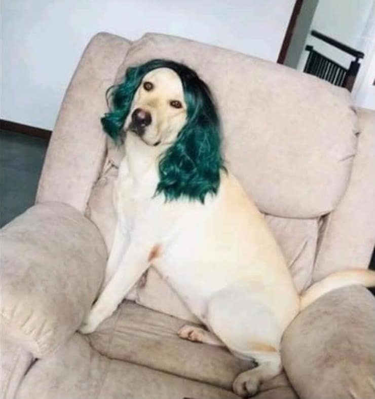 Cane che si mette in posa con la sua nuova parrucca (Screen Facebook)