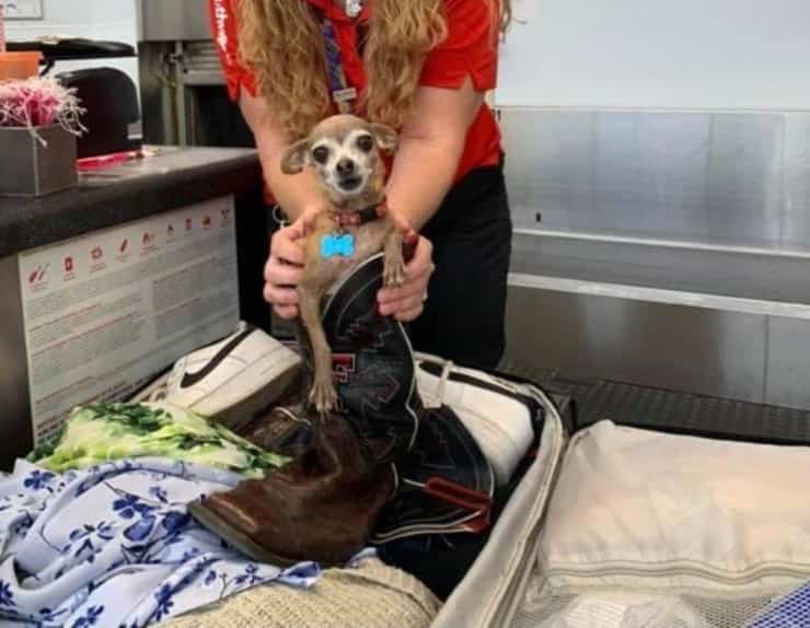 Chihuahua nascosto nella valigia (Screen Facebook)