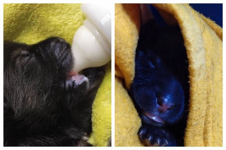 Cuccioli salvati ora cercano una casa (Screen Facebook)