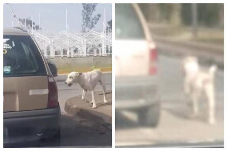 Cucciolo abbandonato insegue l'auto (Screen video)